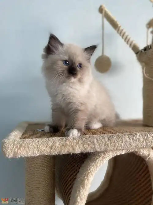 布偶重点色手套妹妹 2个月