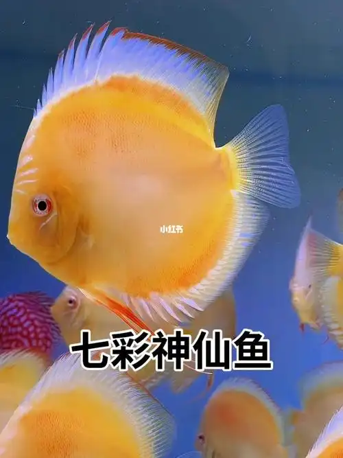 七彩神仙鱼