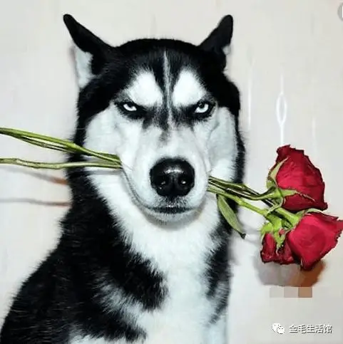 如果这四只狗狗叼了枝花向你走来你会接受谁的花我要图4的