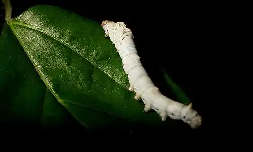 描写蚕外貌的句子有哪些?