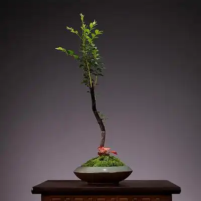 小叶紫檀盆栽老桩绿植造型树苗盆栽居家室内桌面观赏好养绿植摆件