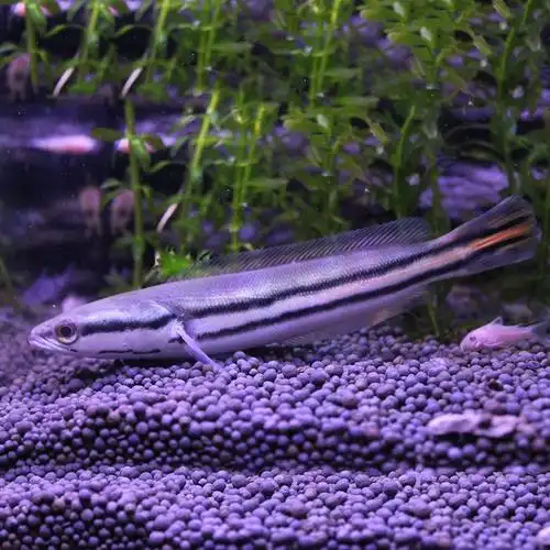 铅笔观赏鱼热带肉食凶猛大型多曼小盾龙鱼雷龙鱼鱼