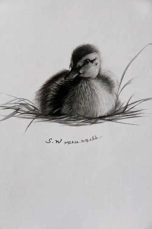 小鸭子可爱吧?  4小时作画时间8k