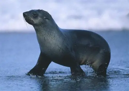 青岛海域出现海狗,长胡须如同雷达,洄游可关闭一半大脑小睡