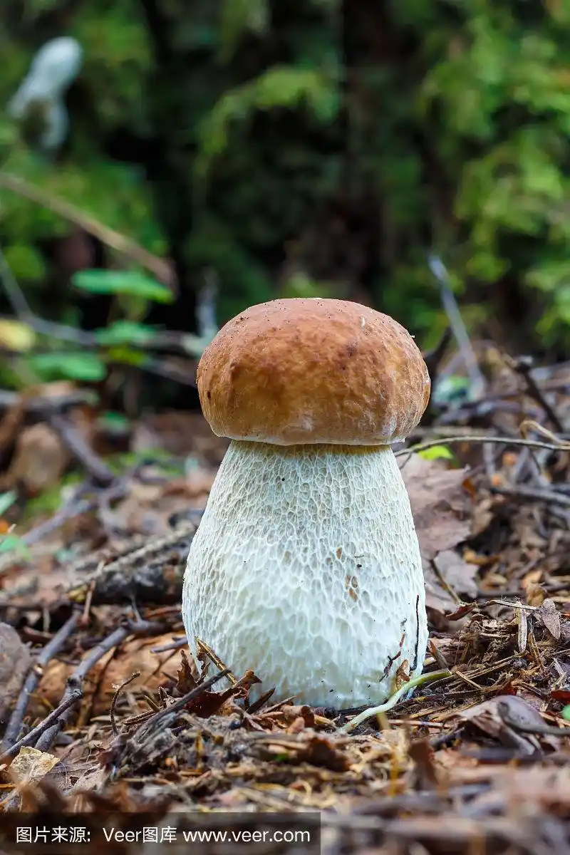蘑菇牛肝菌属菌类可食的