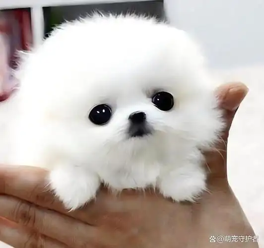 如果这只茶杯犬是宠物级别的,且已经做过驱虫,打过疫苗,那么它的价格