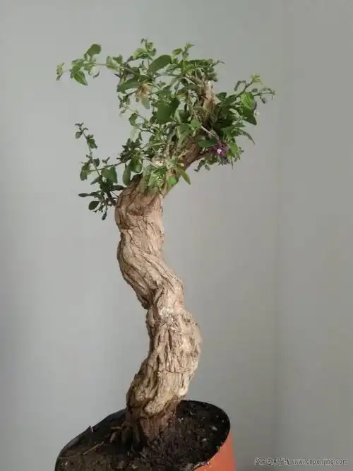 盆景艺术在线-河南野生枸杞老桩,2年熟盆,满树花果 - powered by