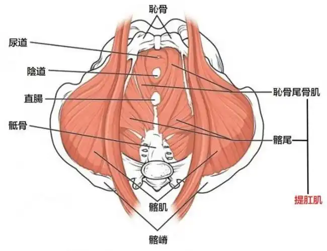 5个动作训练骨盆底肌1,凯格尔运动坐在地板或瑜珈垫