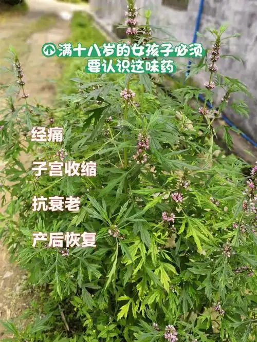 赤芍,红花,川芎,葛根,丹参,白茅根,泽泻,琥珀,茯苓,麝香,车前子,山楂