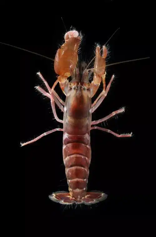 自带手枪的小可爱枪虾作者捡海螺的小姑凉