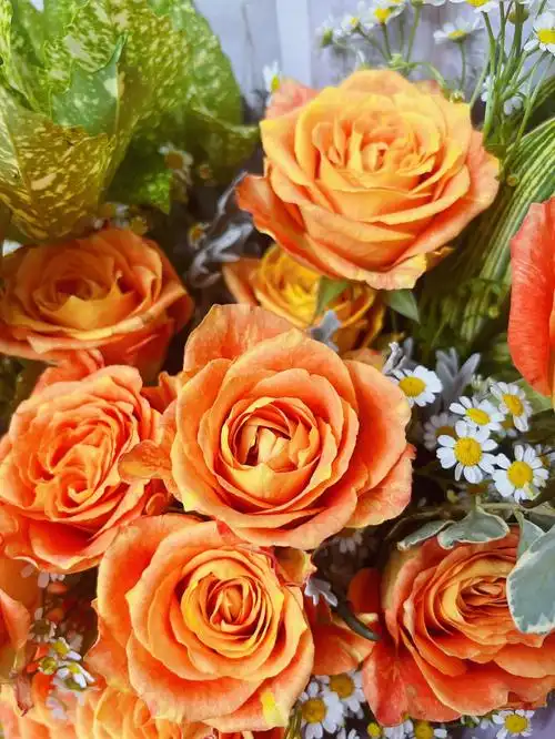 七夕花花橘色玫瑰好像蛮好看的