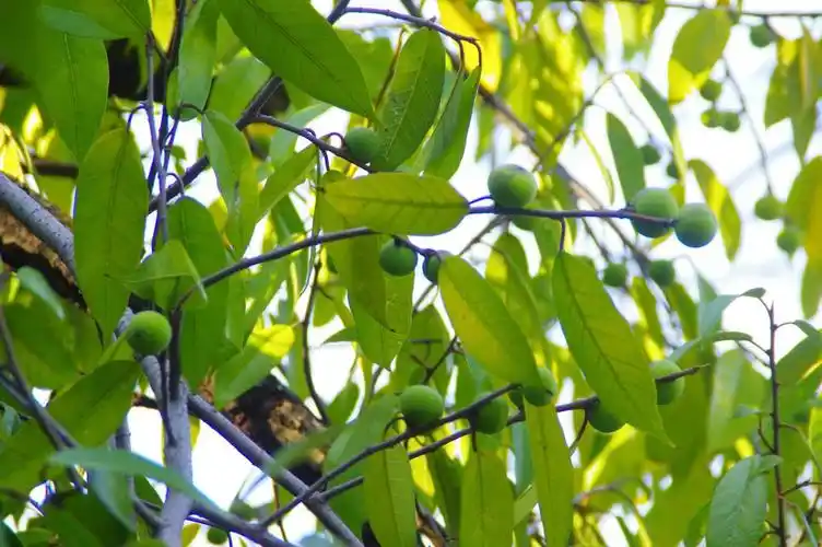 山野寻奇——冰粉树