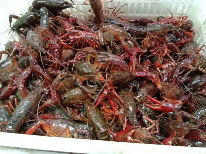 潜江小龙虾(中红)