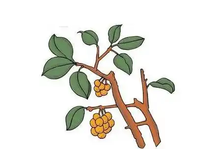 2022最新枇杷简笔画画法 枇杷简笔画图片带颜色