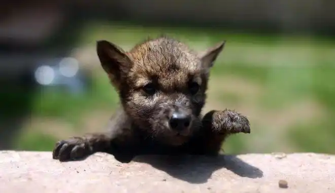 樵夫在山上救了小狼刚出生孩子夭折了被狼拖去山上发现孩子活