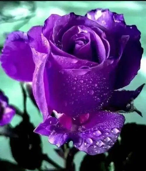 浪漫真情的紫玫瑰