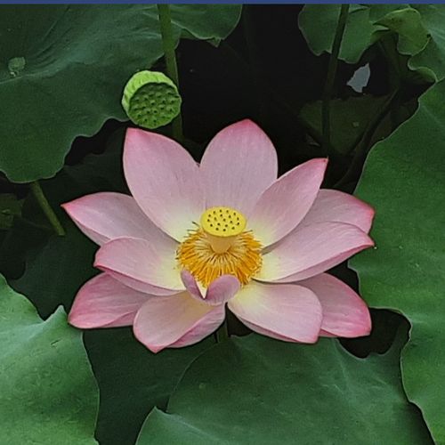 非实物电子版手机壁纸美图  荷花等各种花卉美图数千张  网盘发货