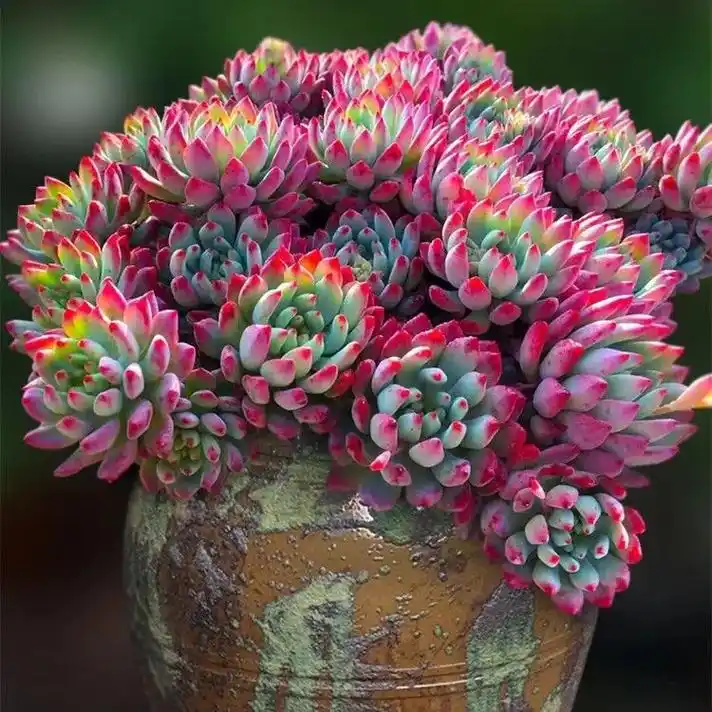 蓝苹果,多肉植物中的瑰宝,色彩犹如深邃的海洋,叶片饱满且富有 - 抖音