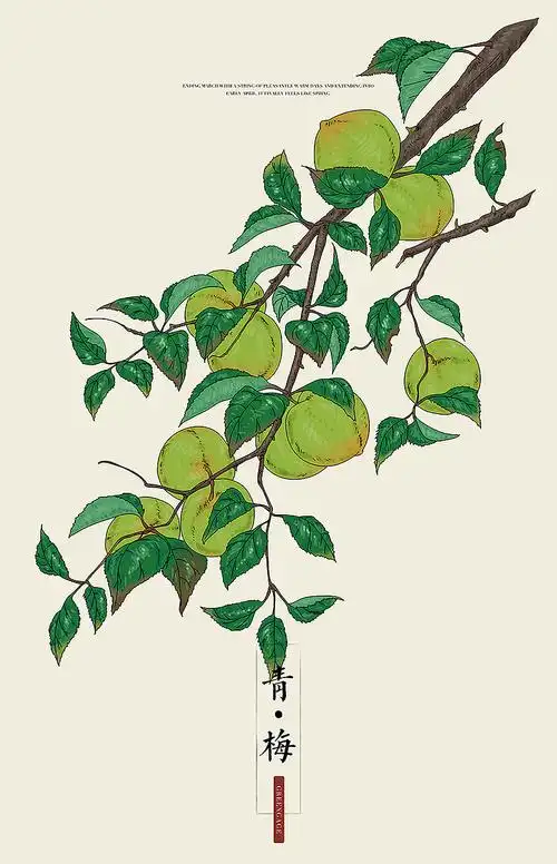 【食物绘画】古风水果|插画|创作习作|小士心 - 原创作品 - 站酷