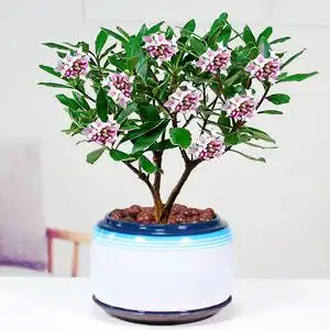 金边瑞香盆栽老桩浓香型花卉植物办公室内花提神冬季耐寒好养阳台