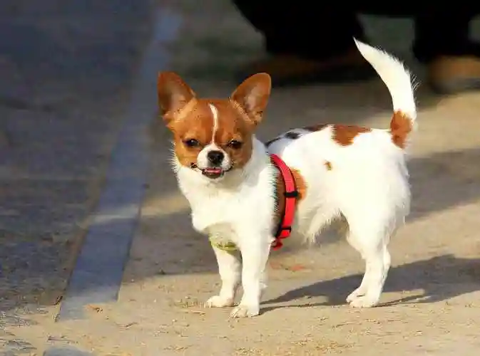 小型宠物有哪些迷你宠物狗有哪些