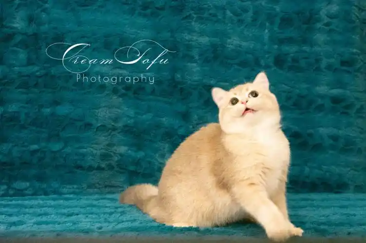 北美英短英长猫舍种公展示