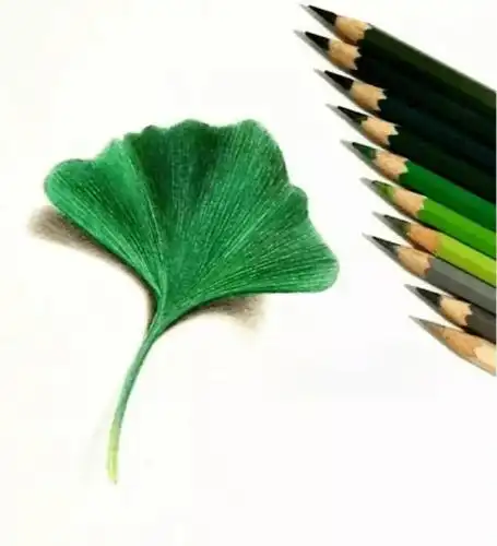 秋季的银杏叶彩铅手绘立体画教程