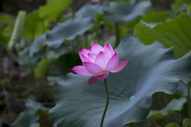 有未曾说出的希望 希望荷花常常绽放 希望旷野缕缕飘香 夏日月光晚上