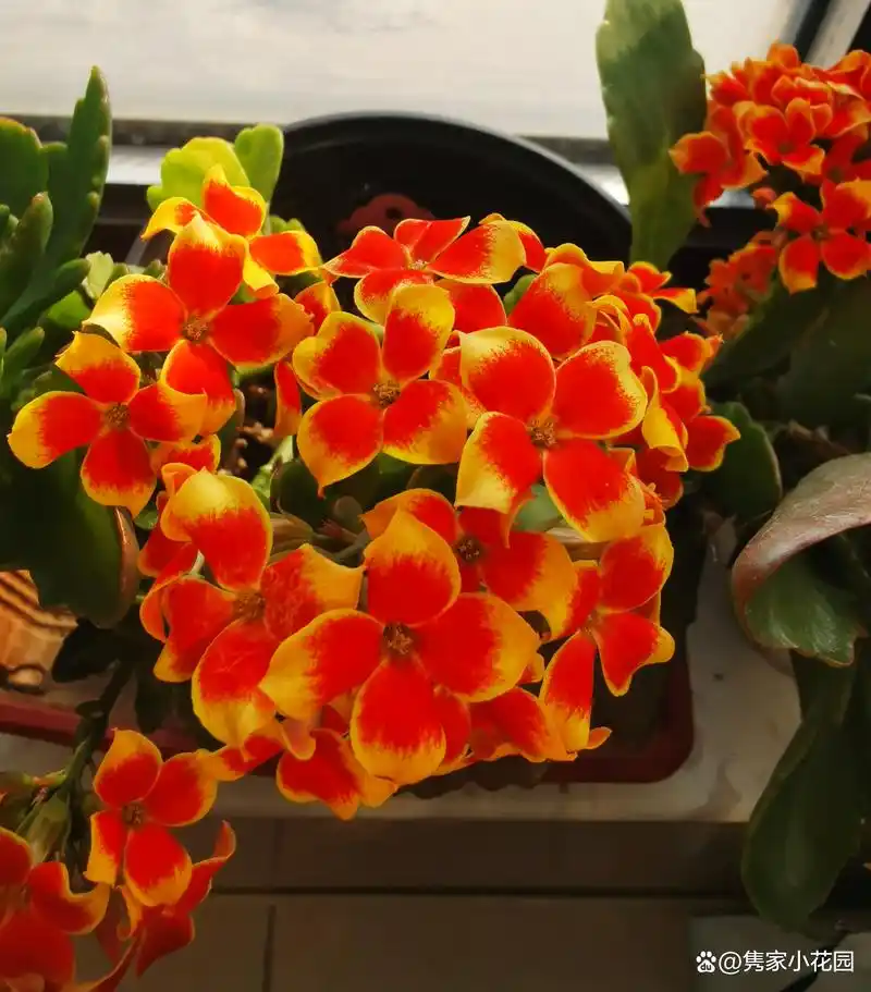 长寿花罗比橙:靓丽灿烂,花量大,花期长