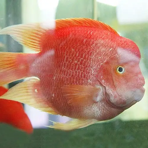 鹦鹉鱼变白变黑?不怕!我这有招让你越养越艳