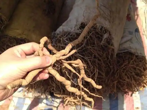 男人们泡酒神料,市场价近百元一斤|巴戟天|市场价|壮阳补肾_新浪新闻