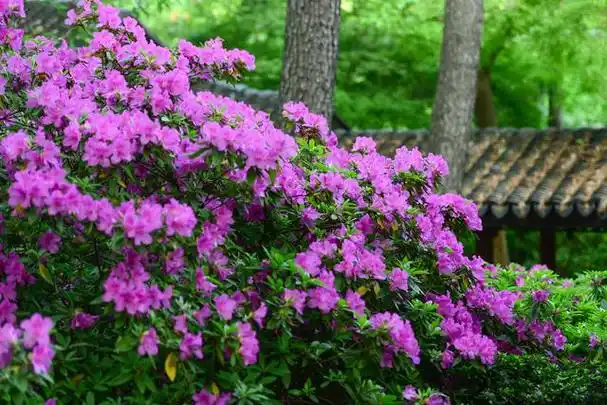近日,江苏省无锡市的市花杜鹃开得正盛.