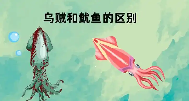 乌贼和鱿鱼有什么区别乌贼的营养价值及功效