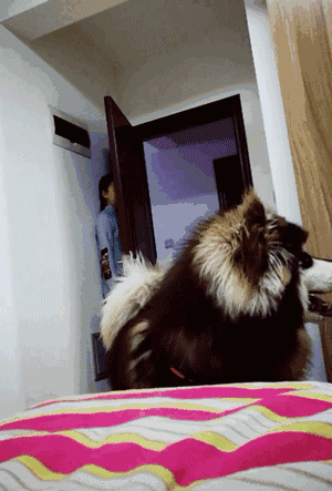 300_443竖版 竖屏gif 动态图 动图