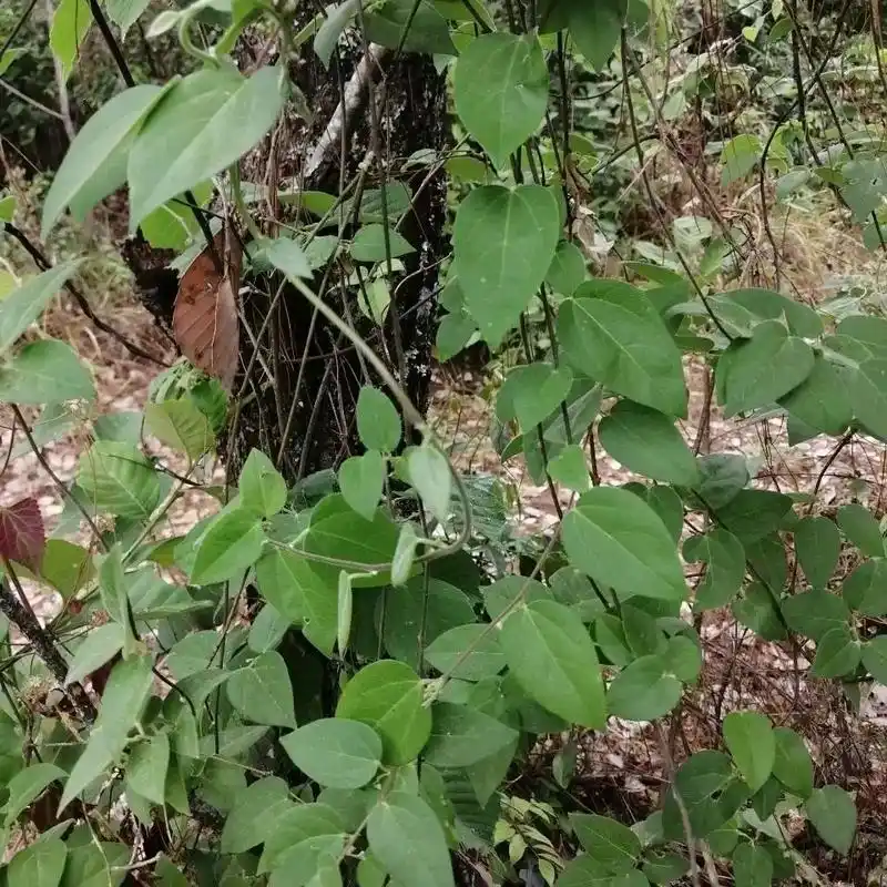 防己别名汉防己,瓜防己,石蟾蜍,长根金不换用药部位根性味归经 - 抖音