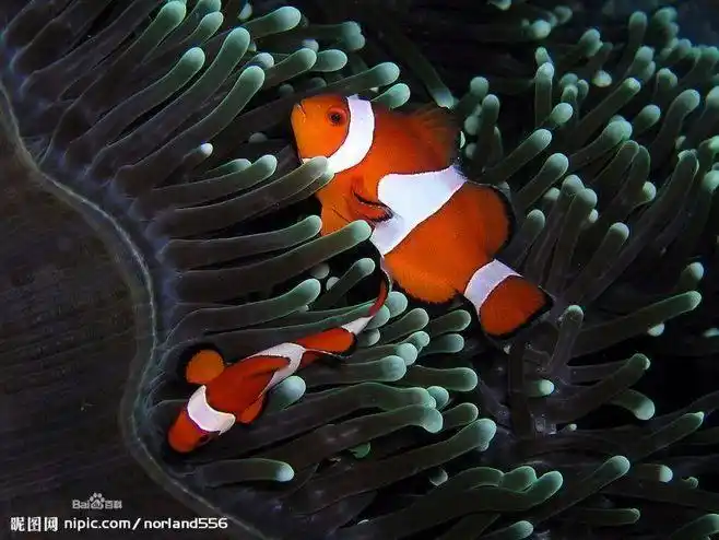 小丑鱼