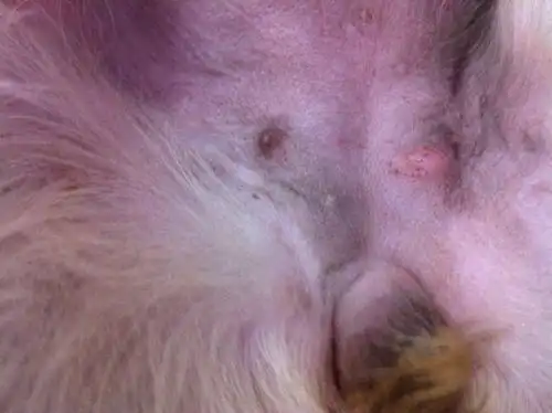 家里40天的小母狗,尿道旁边长了个小肉疙瘩,不痛不痒!