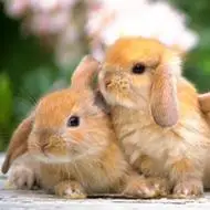 兔子qq头像图片 真实可爱的兔子qq头像_动物头像_美头网