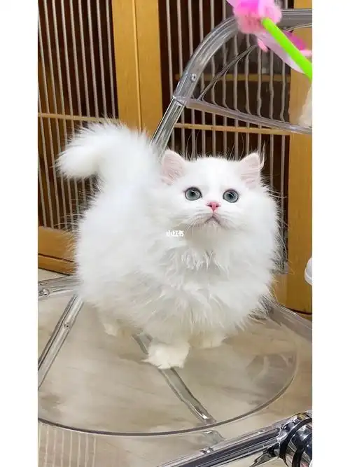 纯白米努特矮脚妹妹