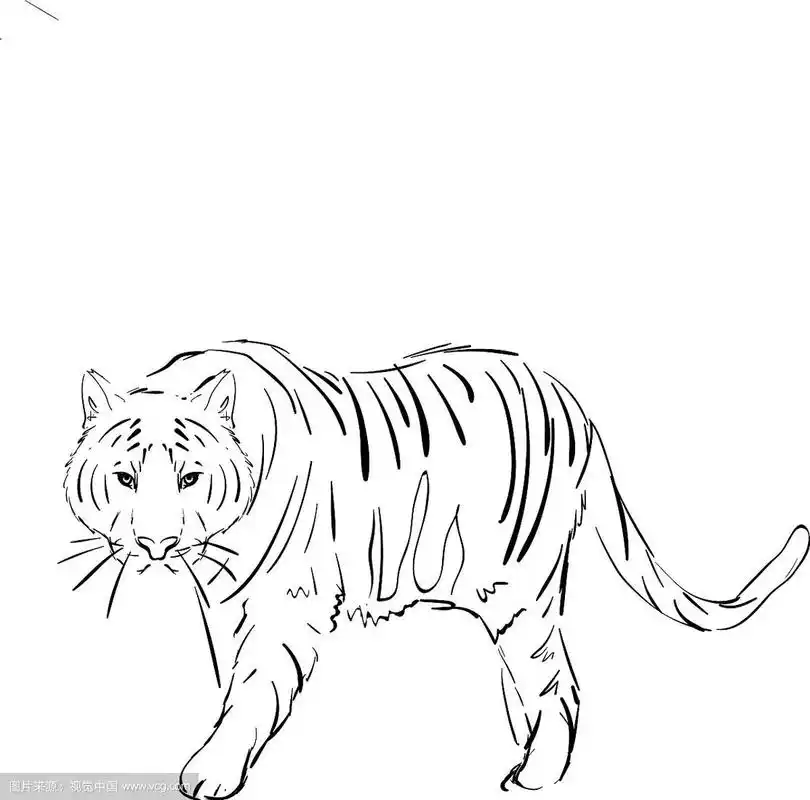 老虎画在白色的背景
