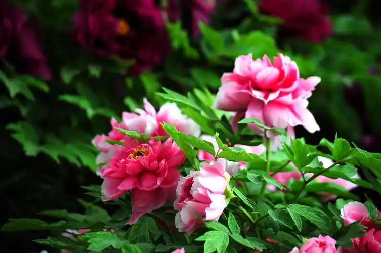 惊艳富贵花开洛阳城满城牡丹醉迷离