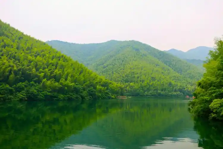 绿色竹林清凉竹海竹子背景图片