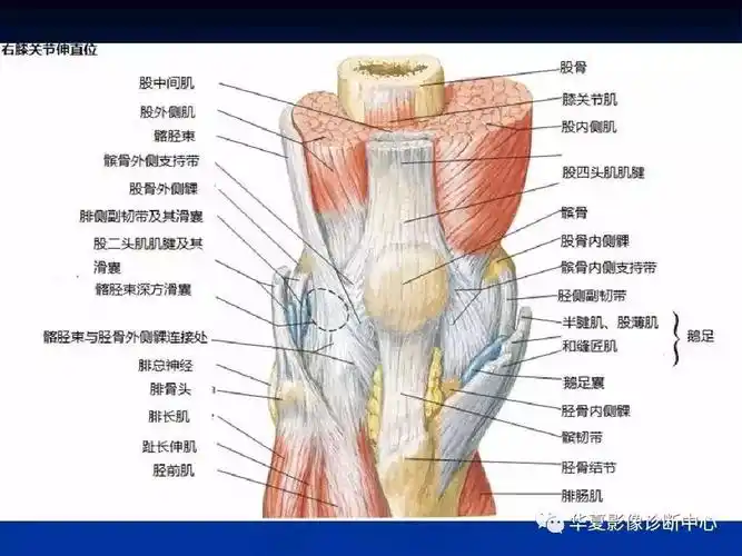 超全丨膝关节解剖基础