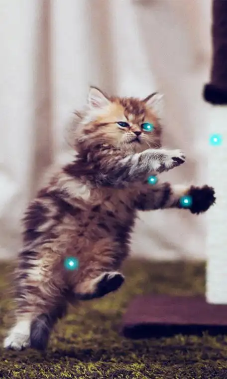 会说话的大眼萌动态壁纸高清版v10