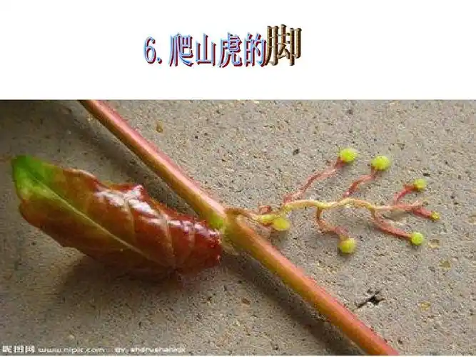 爬山虎的脚_文档下载