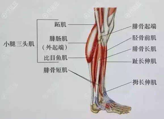 小腿肌肉各部位示意图
