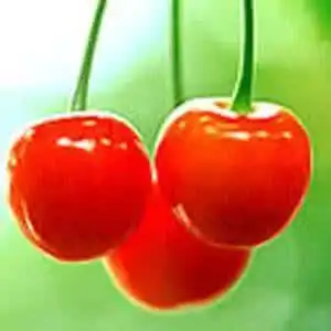 qq头像女生樱桃