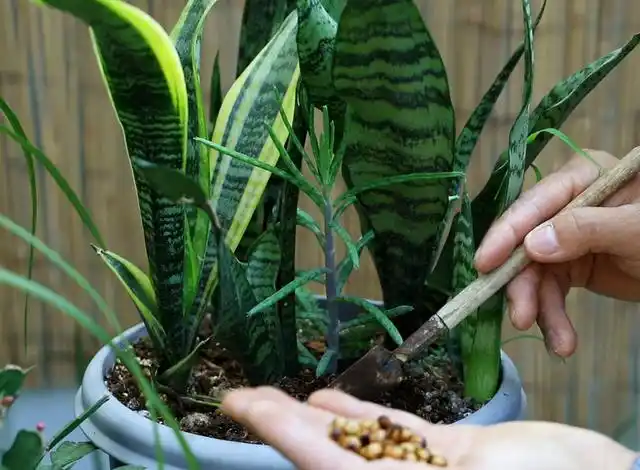 虎尾兰的养殖方法