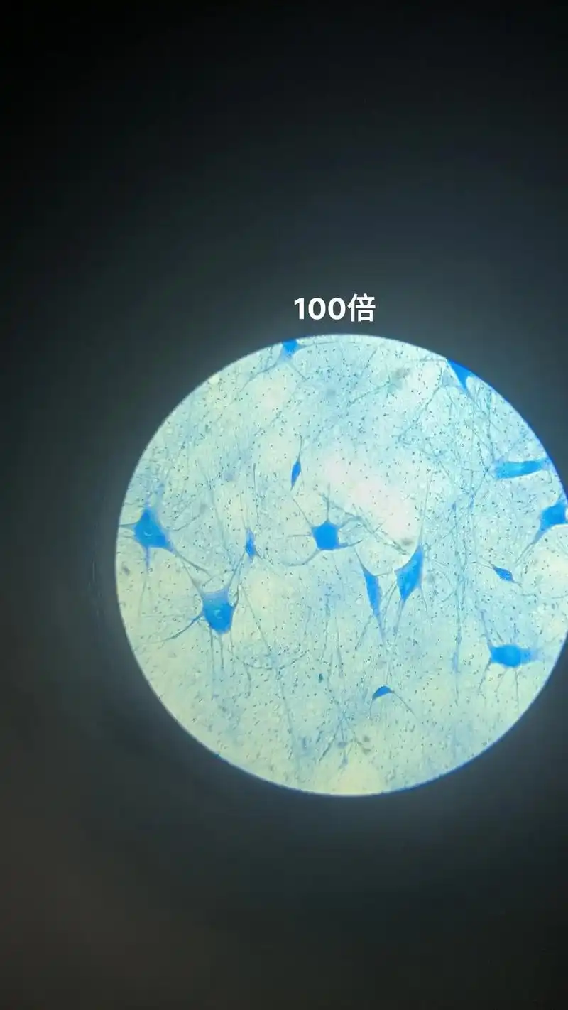 显微镜下观察运动神经元细胞.#显微镜下的世界 #显微镜 #微 - 抖音