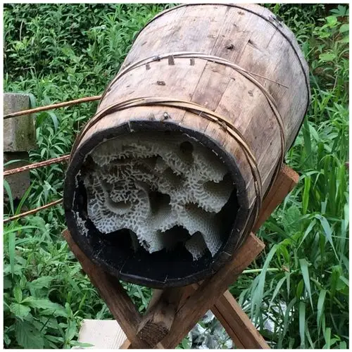 圆土蜂桶诱蜂老杉木蜂箱蜜蜂桶箱野密成品全套养峰工具中峰桶包